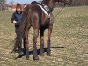 jumper Kahuna 3 (German Sport Horse, 2019, from Kaiserwind)