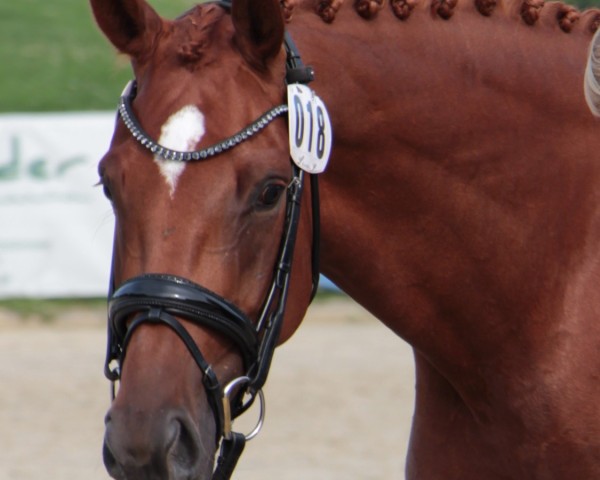 broodmare Voller Glitzer WL (Westphalian, 2020, from Vaderland OLD)