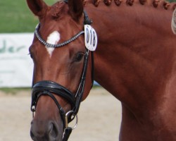 broodmare Voller Glitzer WL (Westphalian, 2020, from Vaderland OLD)