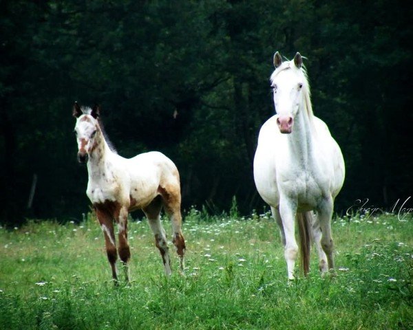 Zuchtstute Peru's Blanc de Blancs (Nederlands Appaloosa Pony, 2011, von Palousa-Sturdy Fellow)