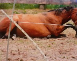 dressage horse Dese Star Galaktika (Westphalian, 2003, from Don Bedo I)