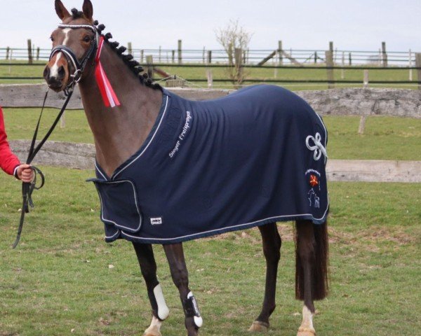 dressage horse Amelie (German Riding Pony, 2021, from A new Star)