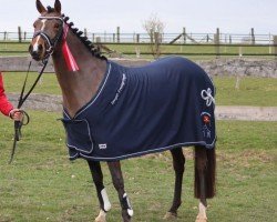 dressage horse Amelie (German Riding Pony, 2021, from A new Star)