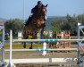 jumper Well Done (KWPN (Royal Dutch Sporthorse), 2003)