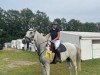 jumper Abendstern (Trakehner, 2012, from IS Orlow ox)