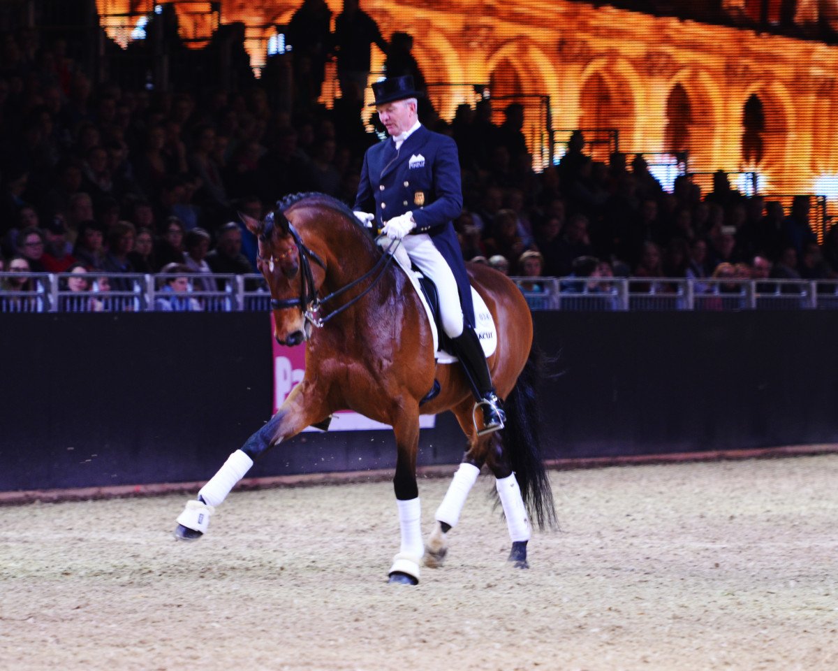 Deckhengst Imperio 3 (Trakehner, 2003, von Connery)