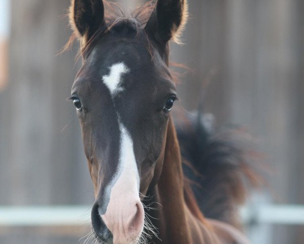 Dressurpferd Tolbert (Österreichisches Warmblut, 2021, von Totilas)