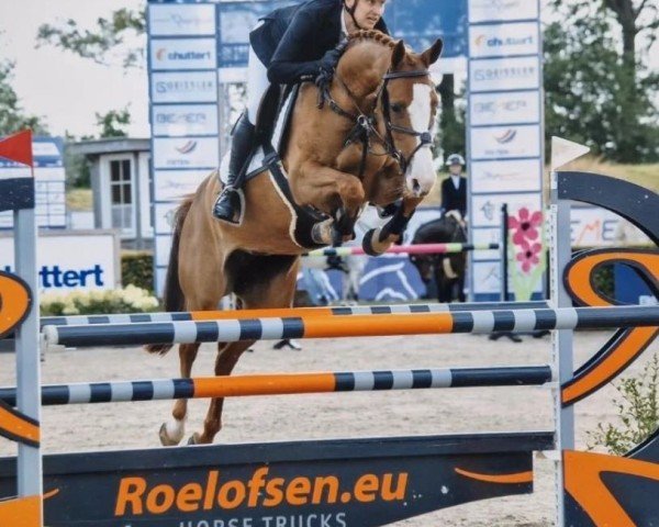 Springpferd M. Amelusina S (KWPN (Niederländisches Warmblut), 2017, von Emir R)