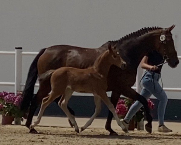 jumper Prinz (Oldenburg show jumper, 2022, from Gentleman FRH)