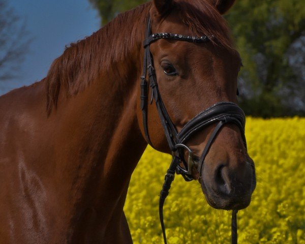 dressage horse D' Bacardi (Mecklenburg, 2018, from D'Olympic)