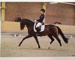 dressage horse Dream of Chocolate (Rhinelander, 2008, from Dream On)