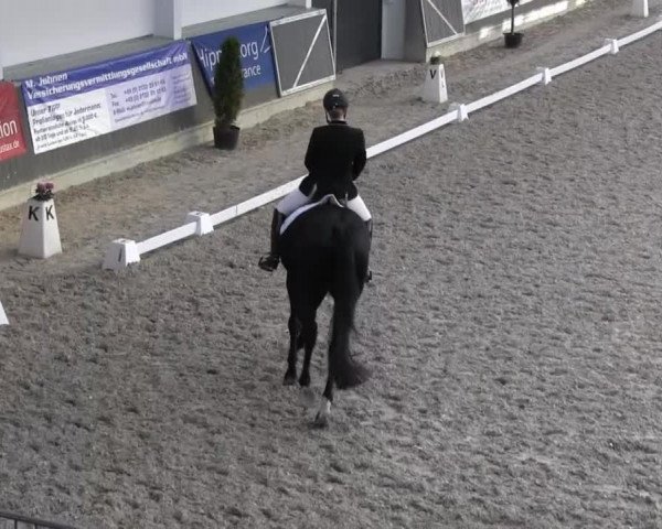 Dressurturnier auf dem Abtshof 2013