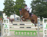 jumper Zukunft 28 (German Sport Horse, 2015, from Zinedine)