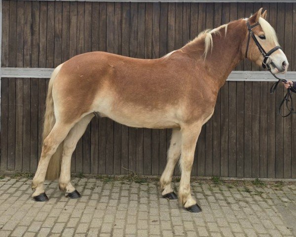 dressage horse Andiamo (Haflinger, 2020, from Abernacci)