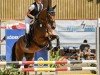 jumper Libertina 24 (German Sport Horse, 2018, from Larius W)