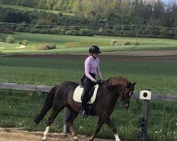 dressage horse Crambambuli (unknown, 2014)