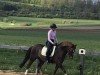 dressage horse Crambambuli 6 (German Riding Pony, 2014, from Champy's Luck)