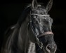 Springpferd Ti Amo de Bahra (Holsteiner, 2012, von Diamant de Semilly)