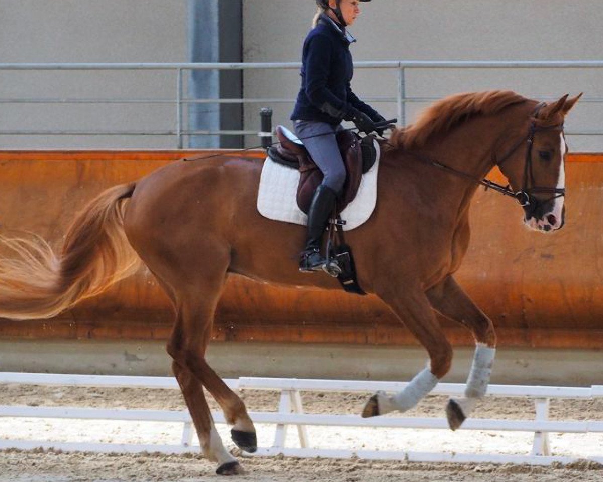 jumper Daoh Fondcombe (Selle Français, 2013, from Goldfever 3)