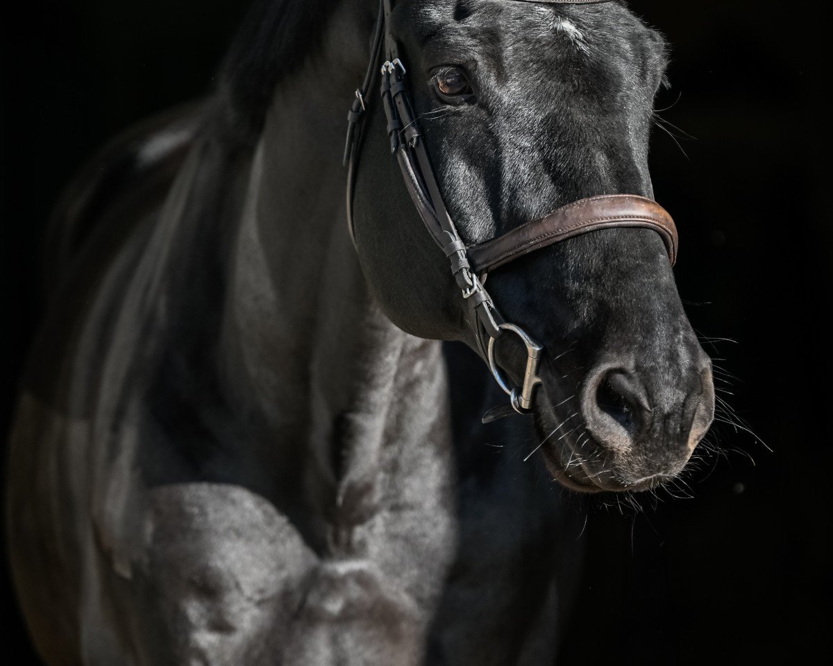 jumper Ti Amo de Bahra (Holsteiner, 2012, from Diamant de Semilly)