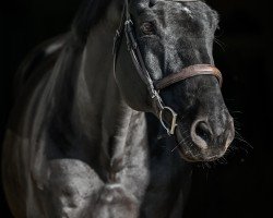 jumper Ti Amo de Bahra (Holsteiner, 2012, from Diamant de Semilly)