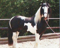 stallion Geronimo (Tinker / Irish Cob / Gypsy Vanner, 1993, from unbekannt)