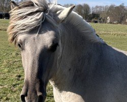 Pferd Malte vom Oderhaff (Fjordpferd, 2023, von Marlon)