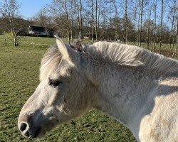 Pferd VjØrn van Stal De Heale Moanne (Fjordpferd, 2024, von Rudsmo Rune)