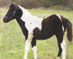 Pferd Tolede (Lewitzer, 2005, von Top Matcho)
