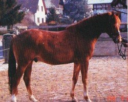 Dressurpferd Merlin 1193 (Trakehner, 2000, von Van Deyk)