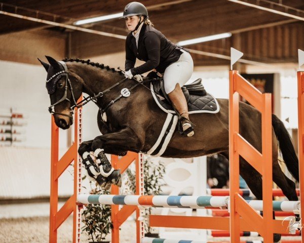 Springpferd Saphir de Luxe (Deutsches Reitpferd, 2009, von Patriarch I)