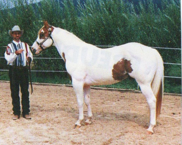 stallion Mr Munchkent (Paint Horse, 1991, from Clarke Kent)