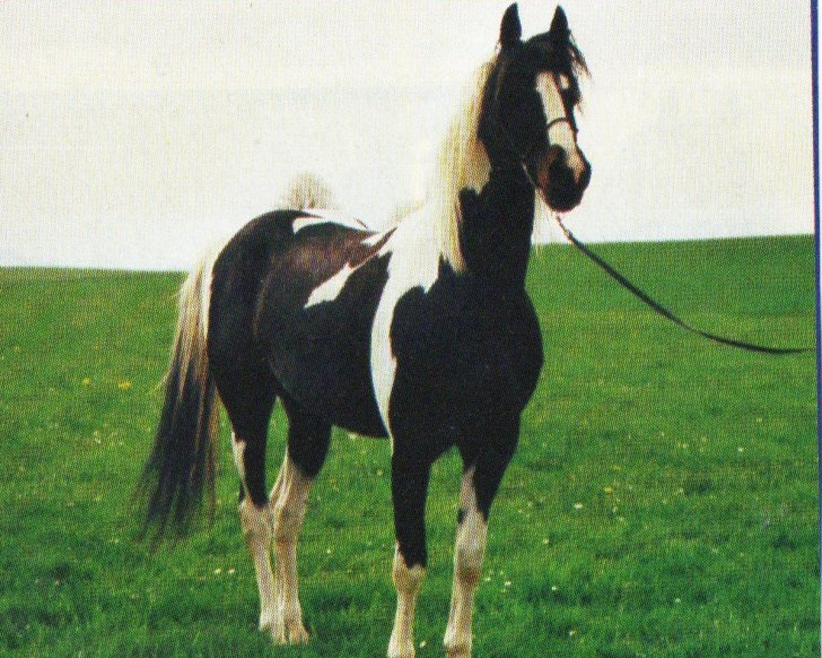 Deckhengst Cayuga (Pinto/Kleines Reitpferd, 1985, von Karabin)