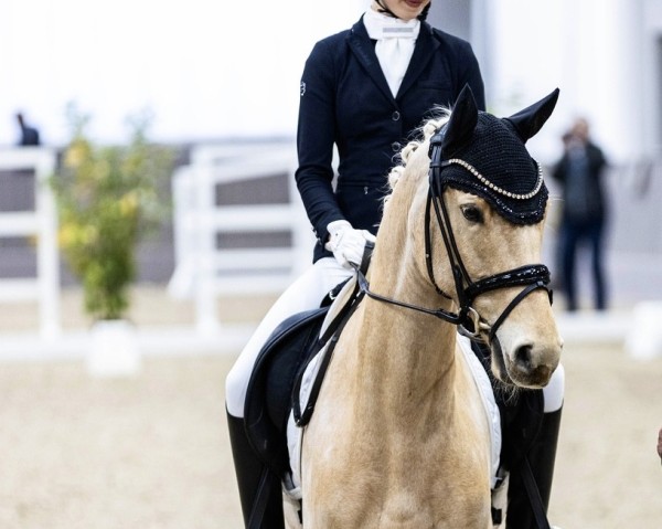 dressage horse Repelerhofs Dorfrocker (German Riding Pony, 2019, from Dimension AT NRW)