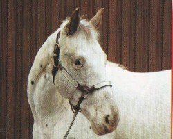 horse Mighty (Appaloosa, 1997, from Travelin Freckles)