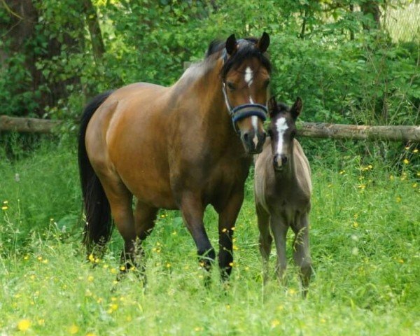 broodmare Darf ich bitten GG (German Riding Pony, 2016, from Diamantenglanz AT)