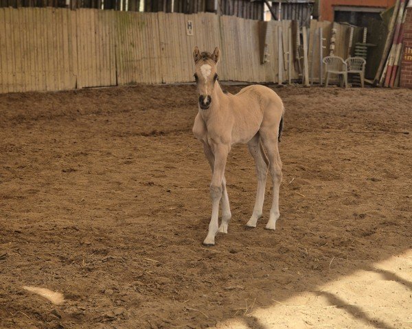 foal by Golden Princess H (German Riding Pony, 2025, from Gold Garant)