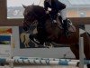jumper Calvero 15 (Holsteiner, 2009, from Corrado I)