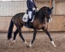 dressage horse Sia 4 (Hanoverian, 2014, from Scuderia)