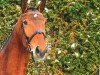 dressage horse Winchester 154 (German Sport Horse, 2006, from Wackerbarth)