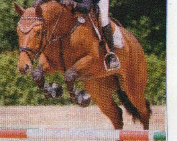 jumper Let Kiss 8 (German Sport Horse, 2006, from Lewinski)