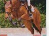 jumper Let Kiss 8 (German Sport Horse, 2006, from Lewinski)