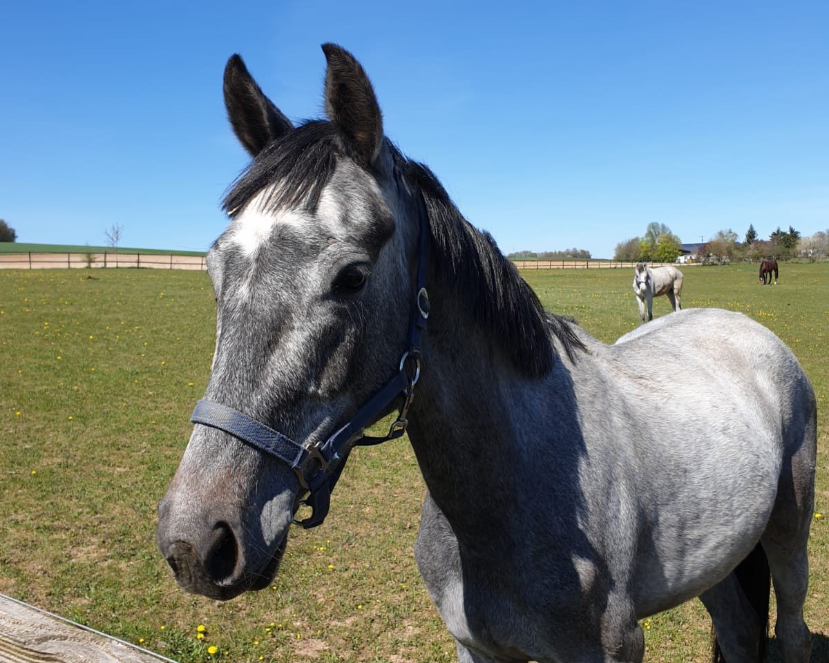 jumper Carly H (Hanoverian, 2017, from Cascadello)