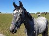 jumper Carly H (Hanoverian, 2017, from Cascadello)