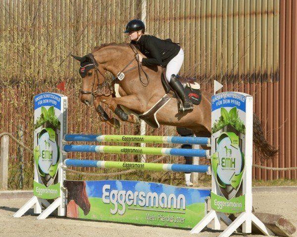 jumper Zapzarap Z (Zangersheide riding horse, 2014, from Zinedine)