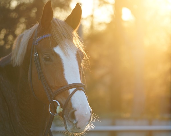 jumper Zandvoort VDW (KWPN (Royal Dutch Sporthorse), 2021, from Zirocco Blue)