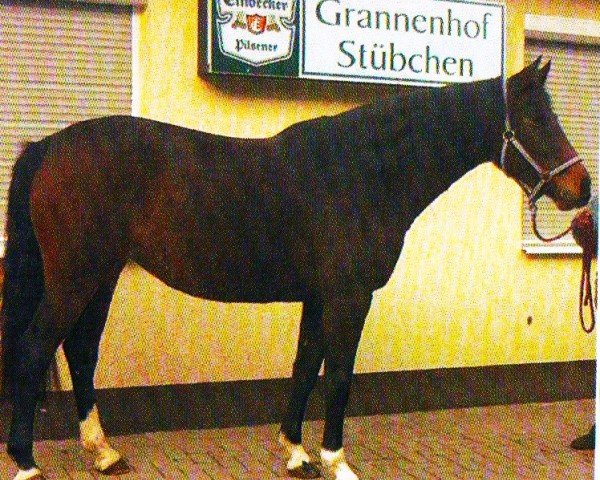 broodmare N-Lee Ann (Holsteiner, 1998, from Leandro)