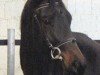 Dressurpferd Verona (Trakehner, 2000, von Holunder)