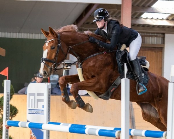 jumper Amazing Stakkita (Hanoverian, 2019, from Stolzenberg)