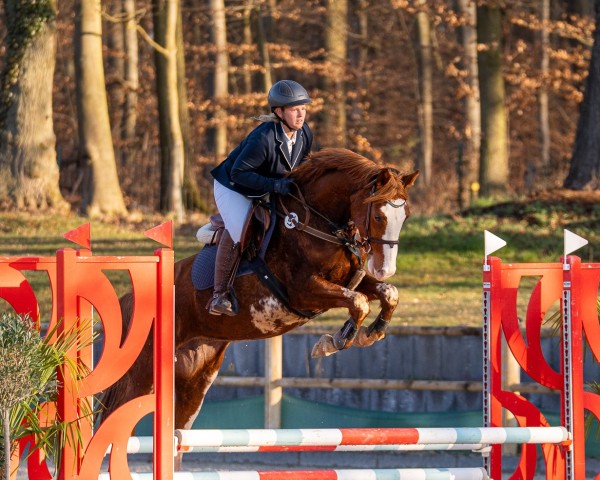 Zuchtstute Golden Pleasure KB (Deutsches Reitpferd, 2019, von Goldfever 3)